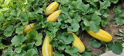 40+ Fragrant Musk Melon Seeds / Dưa Gang  For 2024 Season. US Seller • $3.90