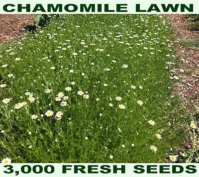 CHAMOMILE LAWN 3000 SEEDS - Anthemis Nobilis Roman - GROUND COVER Bulk Herb • £2.99