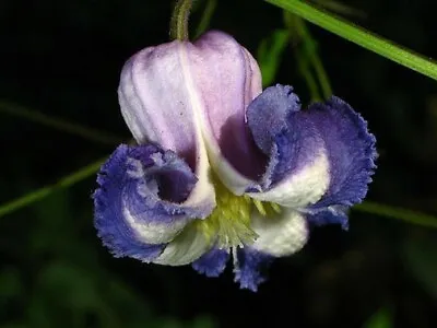 Clematis Crispa | Curly Swamp LeatherFlower | Blue Jasmine | 5_Seeds • £14.21