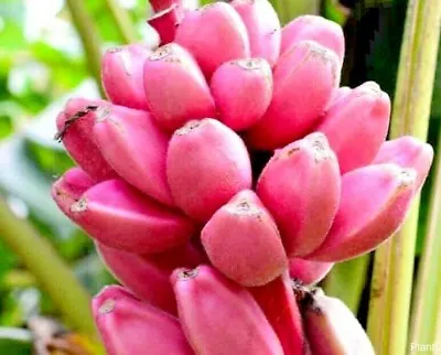 Musa Velutina - Pink Banana X 10 Seeds • £1.49