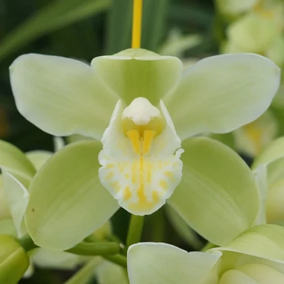 $25 • Buy Cymbidium Orchid Cym. Dream 'Ice Green' In A 125mm Pot.