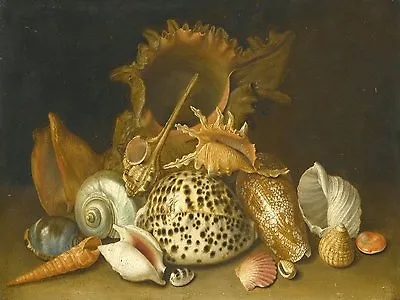 STILL LIFE OF SEA SHELLS Accent Tile Mural Kitchen Bathroom Wall Backsplash 8x6 • $27.51