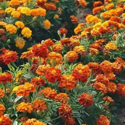 French Marigold Mix LANDSCAPER'S PACK BULK Assorted Heirloom Non-GMO 1000 Seeds! • $6.98