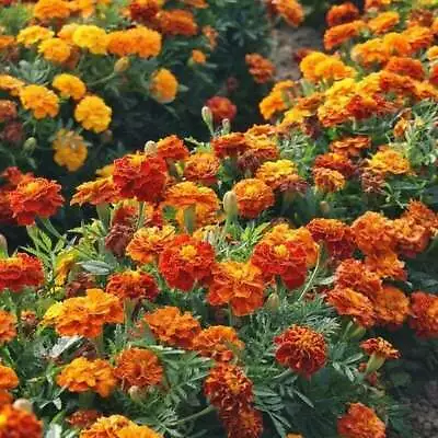 French Marigold SPARKY MIX Red Orange Yellow Dwarf Non-GMO Beneficial 300 Seeds! • $3.98
