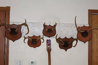 5 Whitetail Mule Deer Mount Taxidermy Shed Antler Hunt Rack Log Cabin Wall Decor • $110