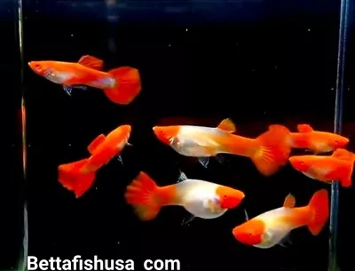 $19.95 • Buy 1 Pair - Albino Red Koi Guppy High Quality-Live Guppies Fish - USA SELLER