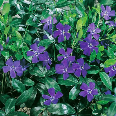 Vinca Minor 'Hawaii' Medium Plug Plants X 4. Periwinkle. Ground Cover • £12.95