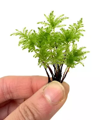 Climacium Tree Moss 12-15 Pcs (Dendroides / Americanum) Live Moss For Terrarium • $7.95