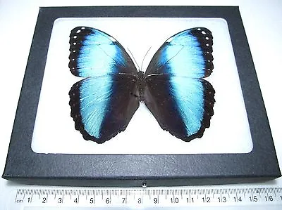 Morpho Achilles REAL FRAMED BUTTERFLY BLUE PERU • $30