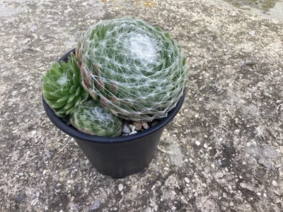 A Sempervivum Arachnoideum Succulent Plant. • £5