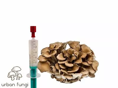 Maitake Liquid Culture Mushroom Hen-of-the-woods Grifola Frondosa • $11.83