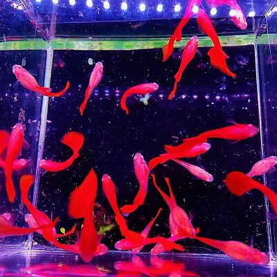 10 Live Guppy Fry- Abino Full Red Bds- High Quality Live Guppy Fish US Seller • $44.95