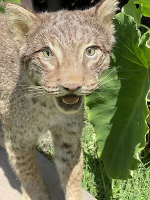 Full-Body Oklahoma Bobcat Red Lynx (Scientific Lynx Rufus) Standing Taxidermy • $499