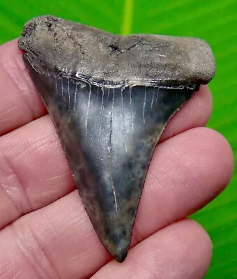 Mako Shark Tooth - 2.34  -  * Calico * Colored Sharks Teeth -  Excellent Quality • $45