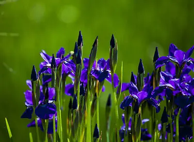 £3.99 • Buy Iris Sibirica Siberian Swamp Boggy Pond Border Tall Iris Hardy Perennial Blue 