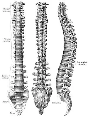 4139.Medical Views O Vertebral Column.side.frontal.POSTER.Home School Art Decor • $49