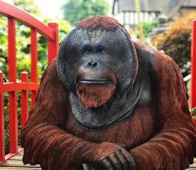 Vivid Arts Large Orangutan Ornament - Realistic Life-Size Indoor Outdoor Garden • £849.95