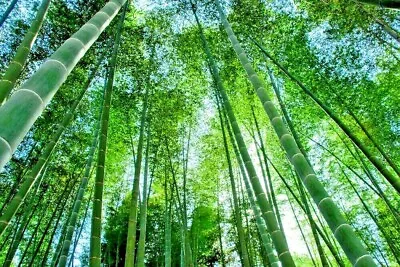 20 GIANT MOSO BAMBOO SEEDS - Phyllostachys Pubescens • $5.50