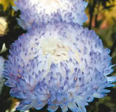 £3.59 • Buy ASTER PEONY Blue Sky Colour Flowers- 50 SEEDS (Callistephus Chinensis) .   