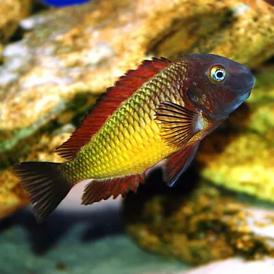 Ilangi Blunthead Cichlid | Male & Female | Tropheus Moorii | Lake Tanganyika • £805.81