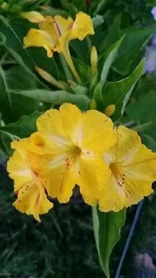 Yellow Jasmine Flower Seeds F1 Heirloom Beautiful Peony Flowers For Your Garden • £3.61