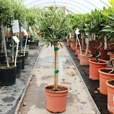 Olea Europaea / Olive Standard : 2L : 40-50cm High (exc Pot) • £29.95