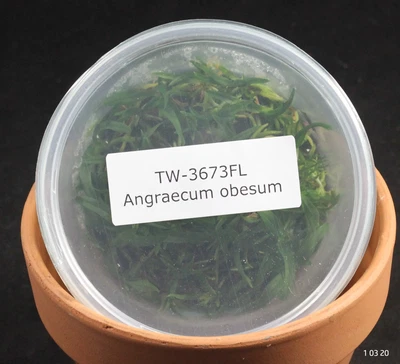 £76.91 • Buy FLASK Angraecum Obesum