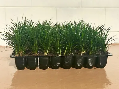 Mondo Grass - 30 Live Plants - Ophiopogon Japonicus - Shade Loving Evergreen • $89.98