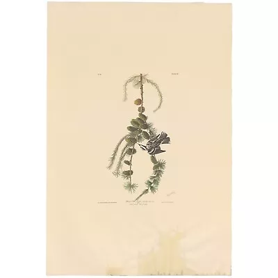 $75 • Buy Audubon Amsterdam Ed Dbl Elephant Folio Lithograph Pl 90 Black And White Creeper