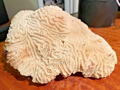 $34.99 • Buy Large 2 Lbs Natural BRAIN CORAL Fossil Specimen Sea Ocean Beach Aquarium 7 