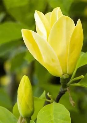 Magnolia 'Daphne' Yellow NEW Rare Variety XXXL 3Lt Pot Tree Plant To Your Door • £36.99