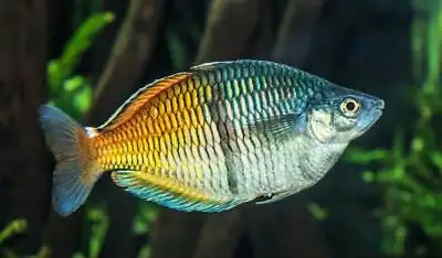 Boesemani Rainbow Fish Melanotaenia Boesemani 4cm • £10