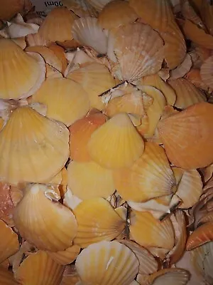 SALE 1 Kilo Pectin Vexillum Sea Shells. Scallop Beach Home Coastal Decor Crafts • $12.87