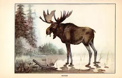 1926 Vintage ANIMALS  MOOSE  GORGEOUS Full COLOR Art Plate Lithograph Print • $10.80