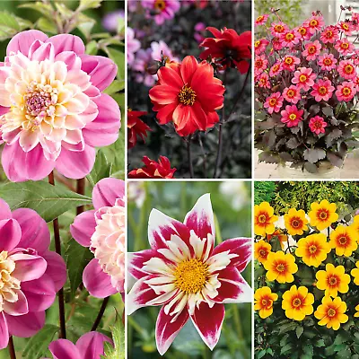 Premium Dahlia Tubers Grow Tall & Strong Variety Of Colour Flower Size & Height • £8.95