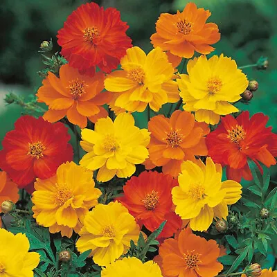 Cosmos Sulphureus Polidor Mixture 240 Seeds+FREE PLANT LABEL  • £0.99