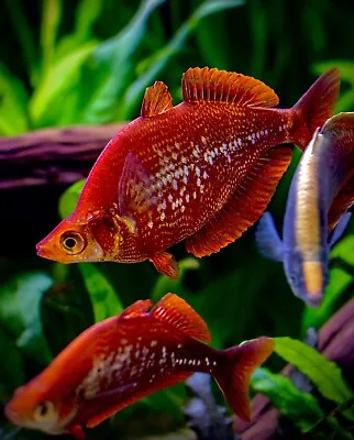 Stunning Red Rainbow Fish Glossolepis Incises Tropical Aquarium Live Fish • £7.99