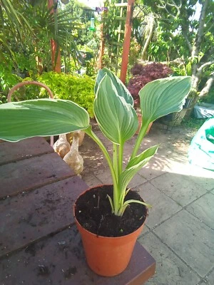 £3.50 • Buy Hosta White On