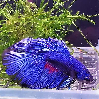 Male Blue Halfmoon Betta Siamese Fighting Fighter Fish Tropical Aquarium Tank • £14.95