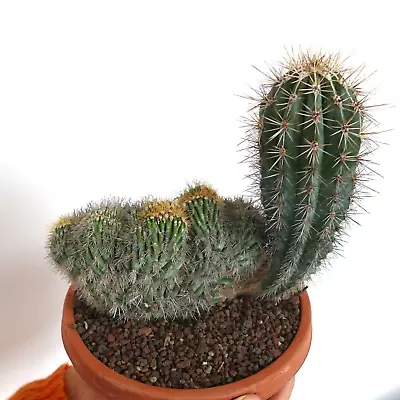 Pachycereus Pringlei CRESTED & NORMAL Shape 97R -  - 97R • $158.72