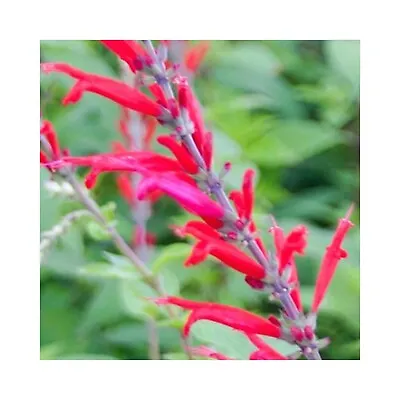 6 Pineapple Sage Herb Plants Grow Your Own Herb Garden. Herb Plants Free Postage • £12.99