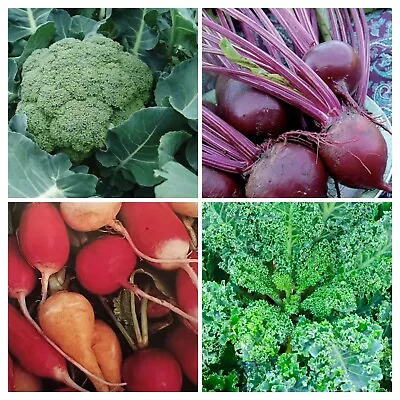 14 Pack Lot - Cold Weather Veggie Lot - Brussels Sprouts Broccoli And More! • $11.75