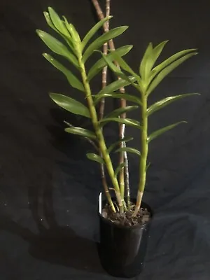 $60 • Buy Dendrobium Moschatum 