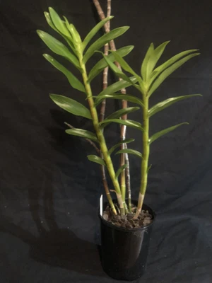 $60 • Buy Dendrobium Moschatum 