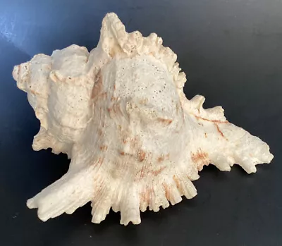 Beach Ramose Murex Chicoreus Ramosus Spikey Spiney Conch Sea Shell 5” Ocean • $11