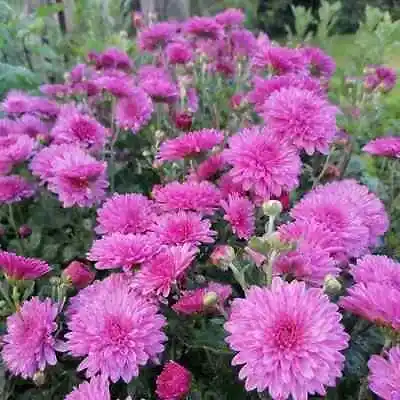 £12.95 • Buy 4x Hardy Chrysanthemum 'Emily' Plug Plants Perennial Garden Flower 24HR DISPATCH
