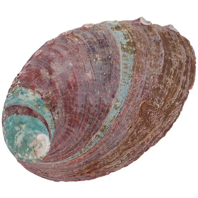 Premium Creative Exquisite Abalone Shell Decor For Party • £5.70