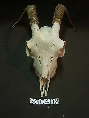 Goat Skull Texas Exotic Hunting Decor Wildlife SG0408 • $250