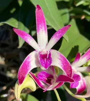 $30 • Buy Orchid Plant 0696. Dendrobium Class 'Act' X 3 Beaut Mericlones In 50mm Pots