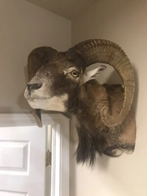 $1199 • Buy Bighorn Ram Sheep Taxidermy